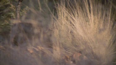 Feral Cat walking in dry grass