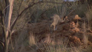 Feral Cat walking through undergrowth
