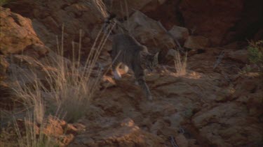 Feral Cat walking through rocky undergrowth