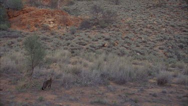 Feral Cat walking down a dry landscape