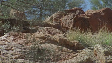 Feral Cat walking along a rock wall