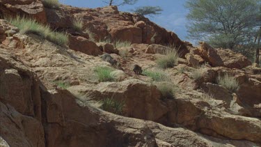 Feral Cat walking along a rock wall