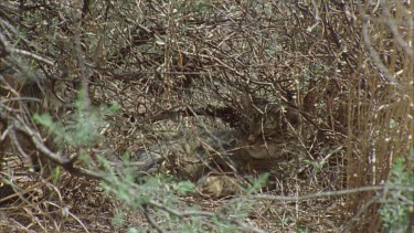 Feral Cat walking in the undergrowth