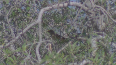 Western Bowerbird hidden in tree branches