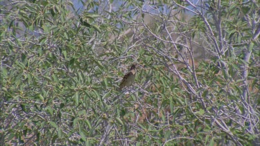 Western Bowerbird hidden in tree branches