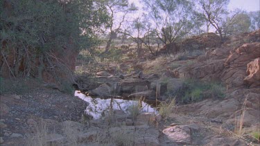 Feral Cats walking by a pond