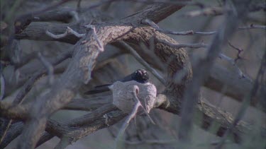 Willie Wagtail hidden in tree branches