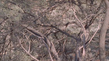 Willie Wagtail in a nest hidden in tree branches