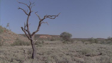 Leafless tree in a dry landscape