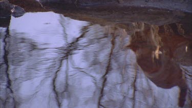 Feral Cat reflected in a pond