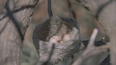 Three bird eggs in a nest