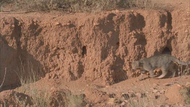 Feral Cat walking by a rock wall