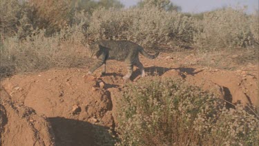 Feral Cat walking on a rock wall