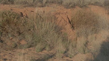 Feral Cat walking by a rock wall