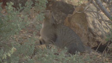 Feral Cat jumping in the undergrowth