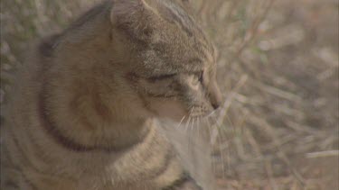 Close up of Feral Cat in the undergrowth