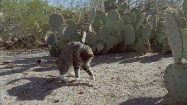 Close up of a Feral Cat cleaning itself