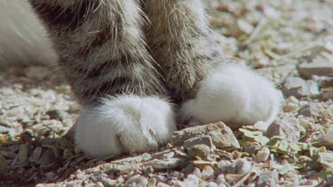 Close up of a Feral Cat cleaning itself