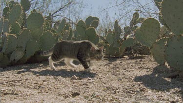 Feral Cat walking among cactus plants