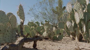 Feral Cat walking among cactus plants