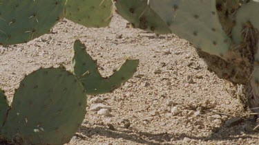 Feral Cat walking among cactus plants
