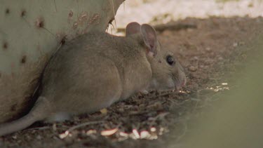 Close up of Arizona Native Mouse by a cactus