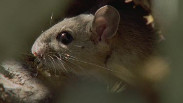 Arizona Native Mouse hidden under a cactus plant