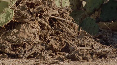 Feral Cat digging for prey