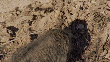 Feral Cat walking among cactus plants