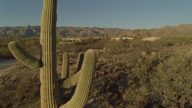 Cactus in the desert