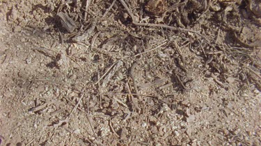 Arizona Native Mouse jumping across the ground