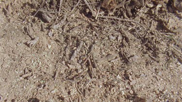 Arizona Native Mouse jumping across the ground