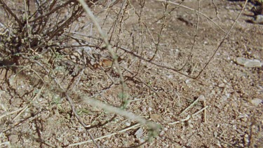Slow motion of a Arizona Native Mouse scurrying in the brush