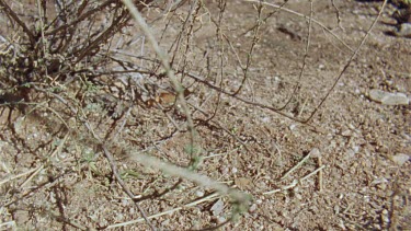 Slow motion of a Arizona Native Mouse scurrying in the brush