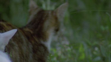 Pair of Feral Cat kittens