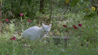 Feral Cat drinking from a bowl in the grass