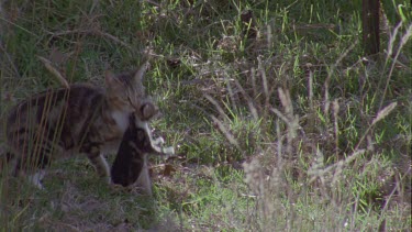 Feral Cat carrying a kitten through the grass