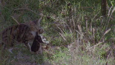 Feral Cat carrying a kitten through the grass