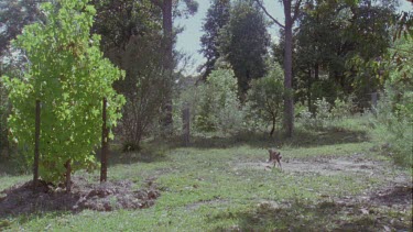 Feral Cats going under a fence