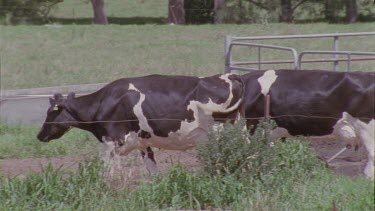 Herd of cows let out to pasture