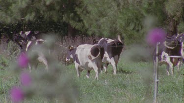 Cows grazing in a pasture