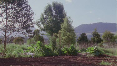 White Feral Cat walking in a landscape of trees and grass