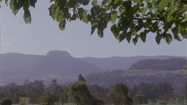 Tree branch over a misty mountain valley