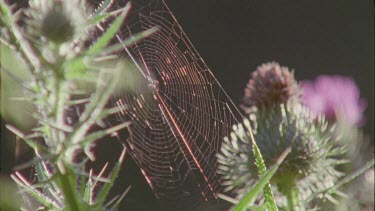 Spider web isolated