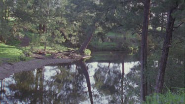 Tranquil stream through a forest