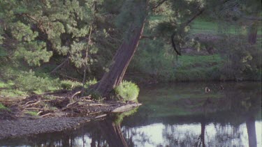 Tranquil stream through a forest