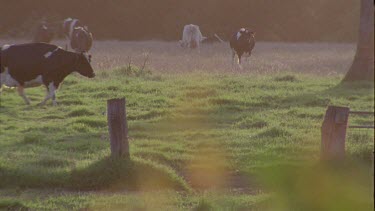 Cows in a pasture