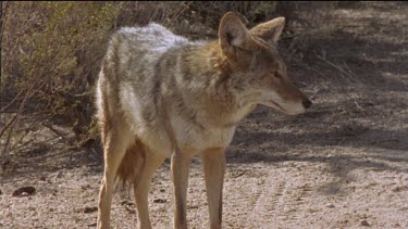 Coyote standing on a dirt path