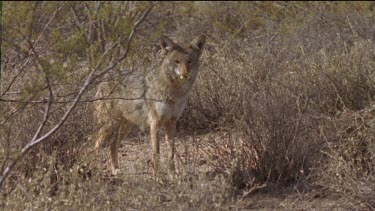 Coyote in the undergrowth