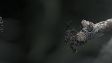 Portia Spider jumping off a branch in slow motion